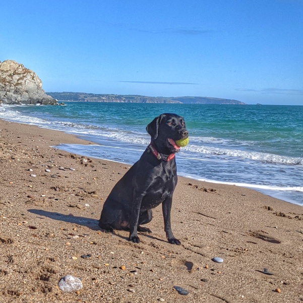 Puppy Survival Thread: Surviving into Summer 2022