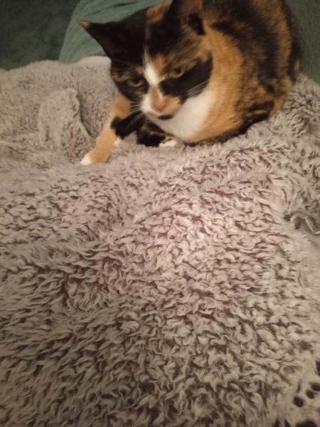 To treat myself to a new dressing gown or not?