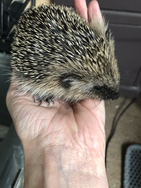 To ask you to please help hedgehogs and other wildlife prepare for winter