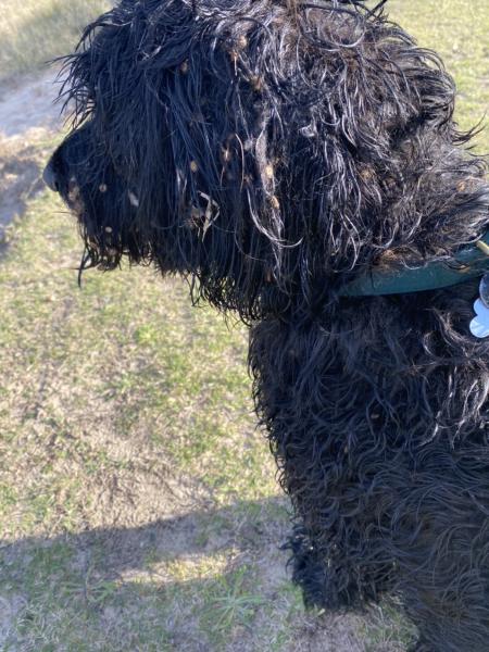 Have you managed to upset your dog this weekend 