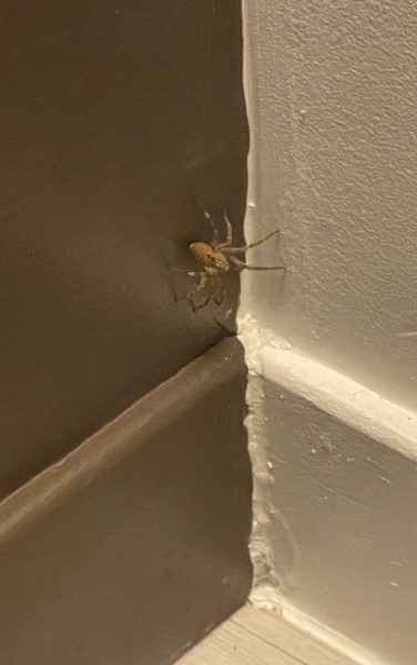 To ask what sort of spider this is - TW picture included 
