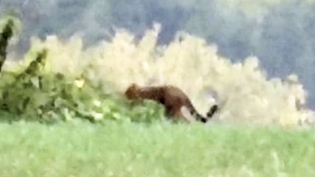 Domestic/house cat?