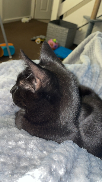 What is your pet up to right now?