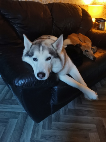 What is your pet up to right now?
