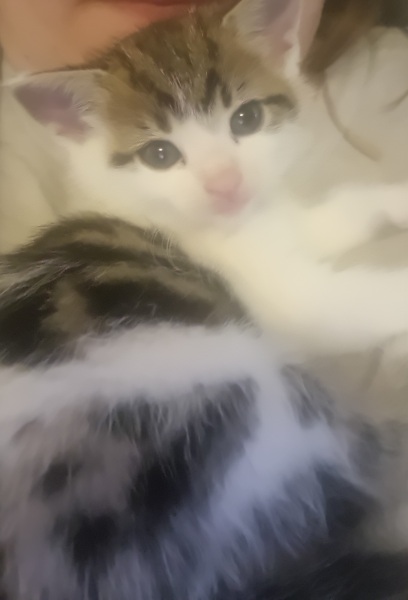 Help? I've acquired a very young kitten?