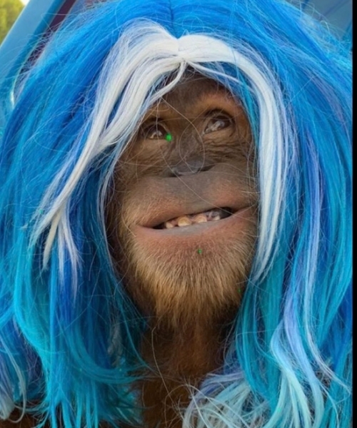 Trans Chimps