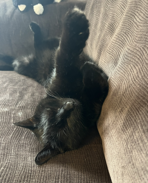 Neutering sort of feral kittens