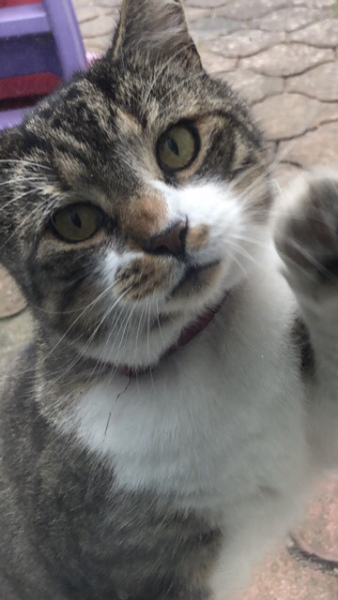 Would would you do about this cat?