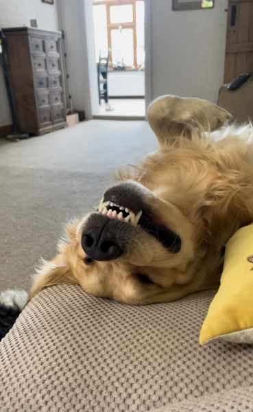 Puppy thread 2021 alumni, where are you now?