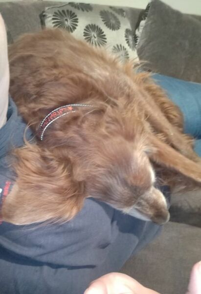 Cuddly dogs