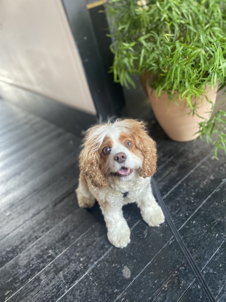 Will my Frenchie really only live til 6 years ?  