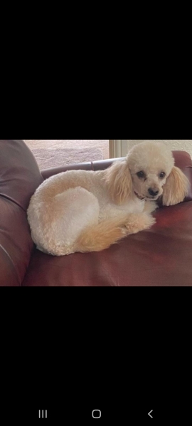 Just for fun...can you get my dogs breed?