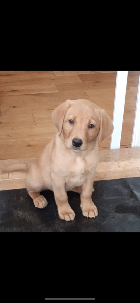Puppy Survival Thread: Surviving into Summer 2022