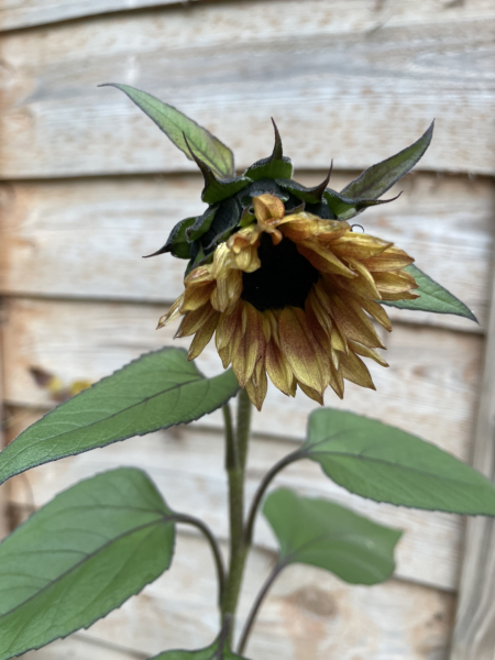 Could this be a sunflower?