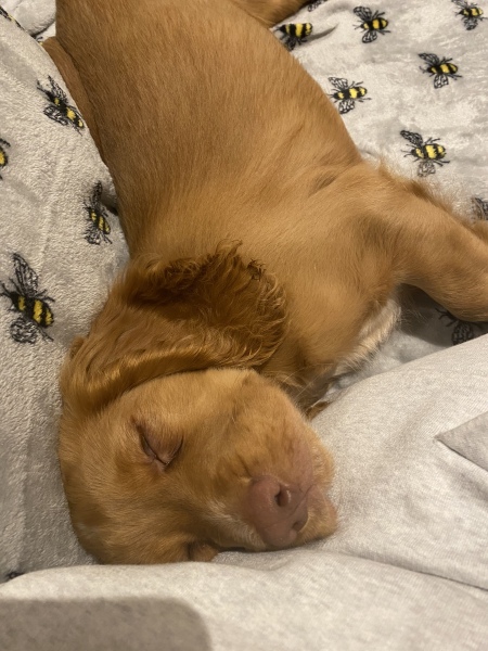 Puppy Survival Thread - as we approach Fireworks night for the first time…