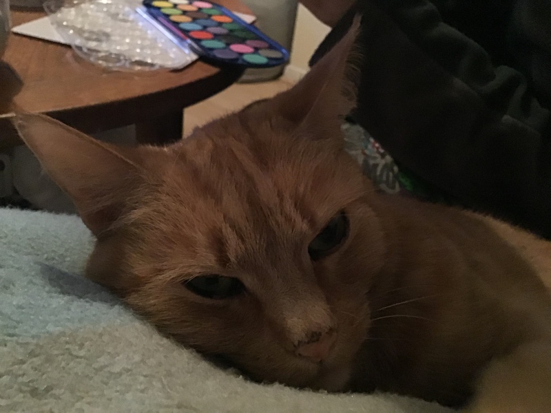 My Maine Coon was allowed to sleep on the bed last night