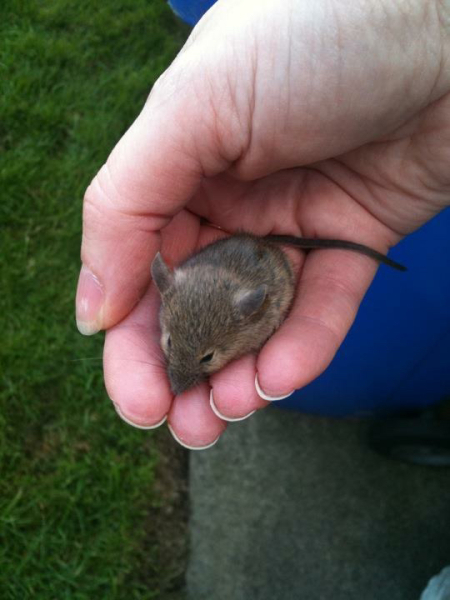 To think Alan could just kill the bloody mouse? 