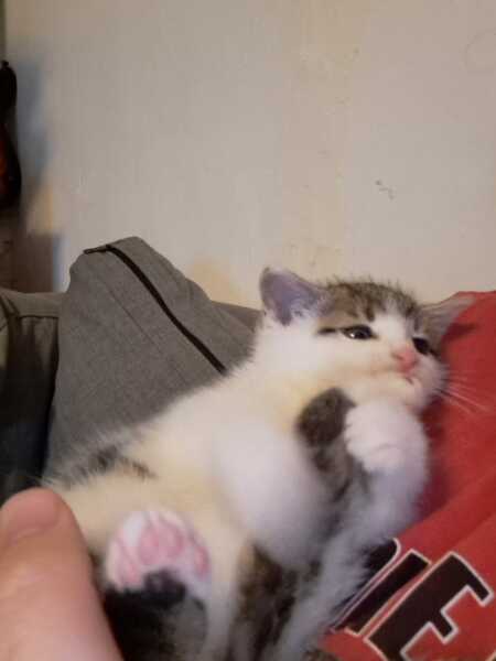 Help? I've acquired a very young kitten?