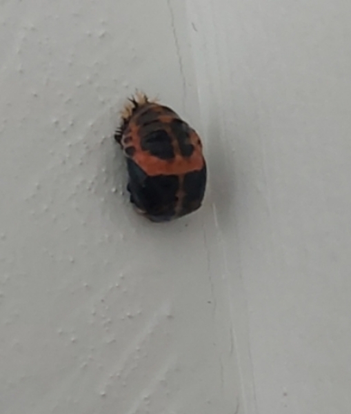 Is this a ladybird pupae?