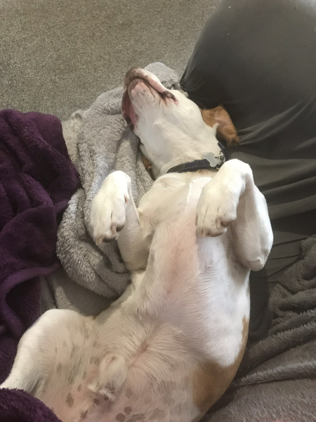Low rumbling growl when wanting petting
