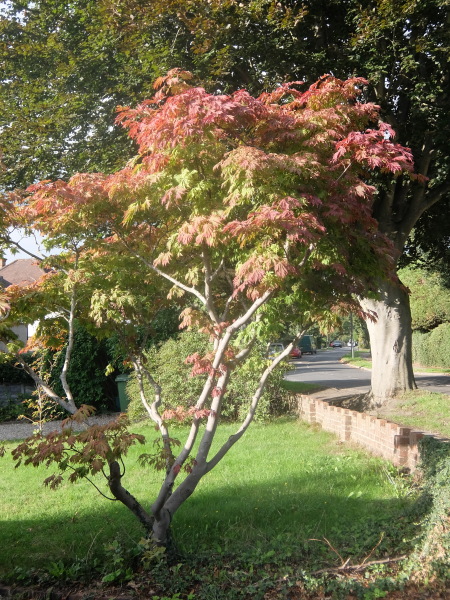 Is this tree an Acer - and if so, what type?