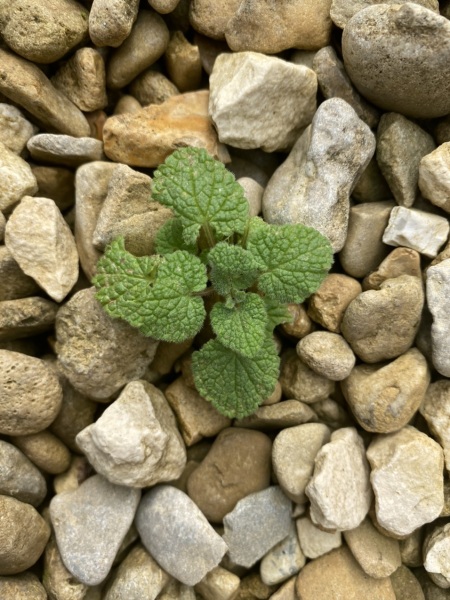 Is this a foxglove or nettle?