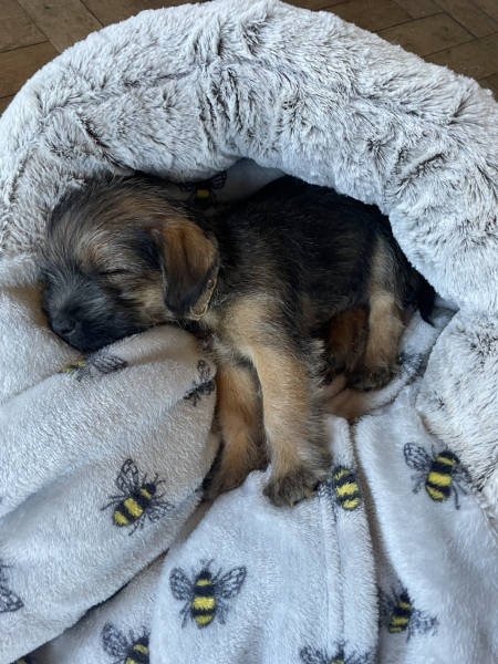 Puppy Survival Thread: Surviving into Summer 2022