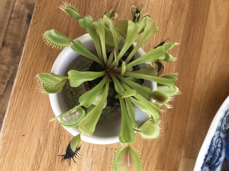 How do I get my Venus fly trap to eat? 🪴