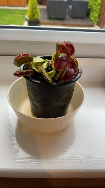 How do I get my Venus fly trap to eat? 🪴