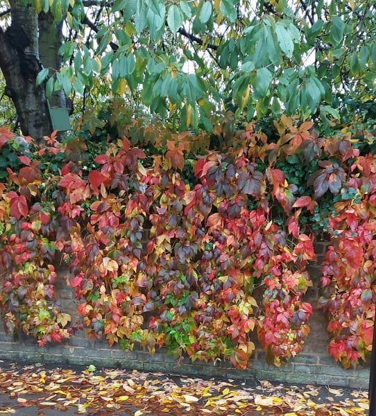 The freedom thread ( continued ) Riding the rollercoaster of an alcohol free life! Alcohol support for those wanting to give up drinking