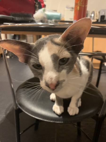 Do I have a Burmese?