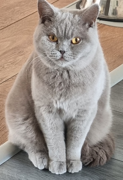Demanding cat - to want some time to myself??