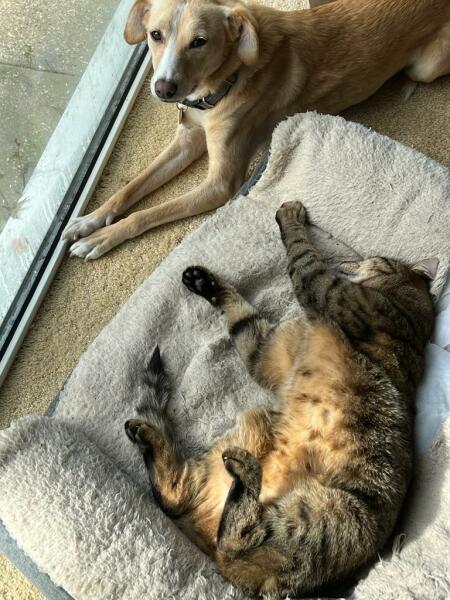 Who keeps cats with dogs?