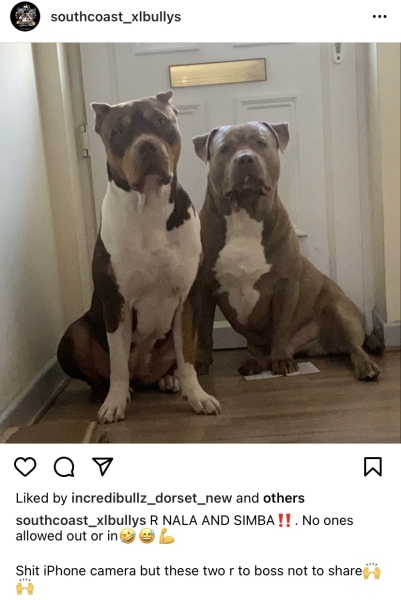 Sick of these XL bully owners 