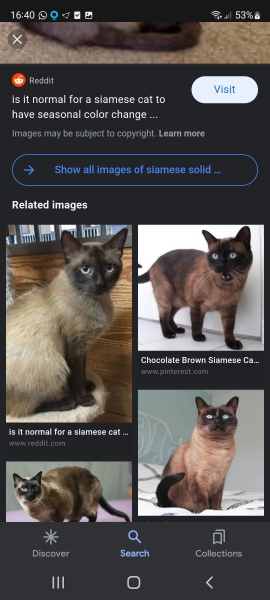 Do I have a Burmese?