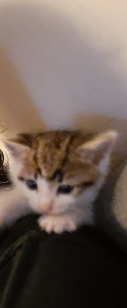 Help? I've acquired a very young kitten?