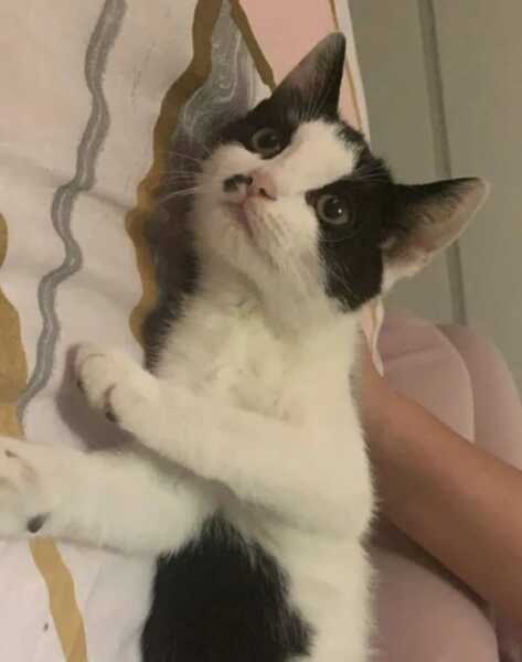 Rescue centres refusing to let us adopt