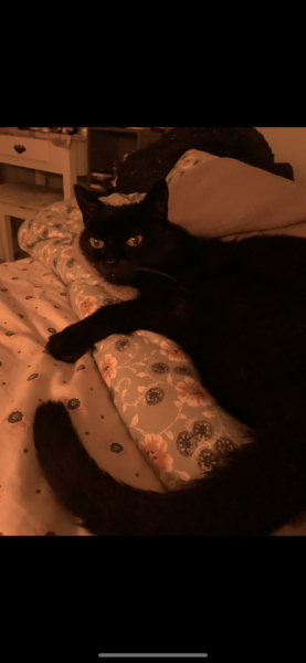 My Maine Coon was allowed to sleep on the bed last night