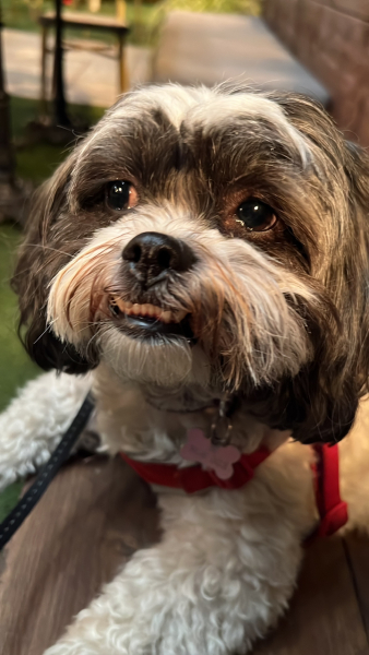 Advice on which small breed ?