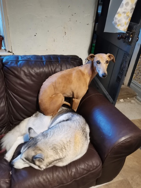 Cuddly dogs