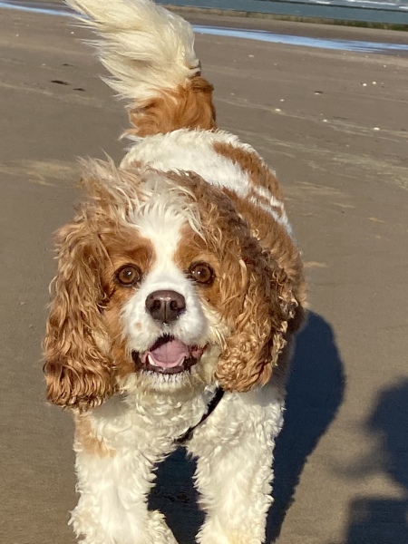 Will my Frenchie really only live til 6 years ?  