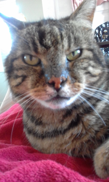 My lovely boy died tonight