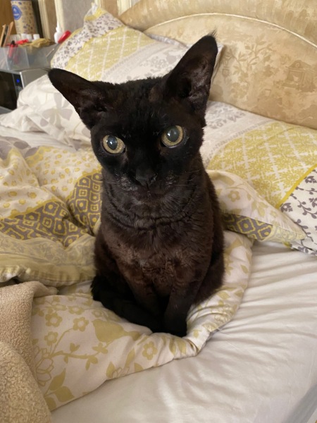 Kami-kaze cat