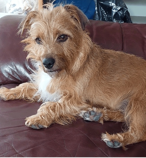 Just for fun...can you get my dogs breed?