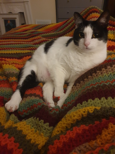 What is your pet up to right now?
