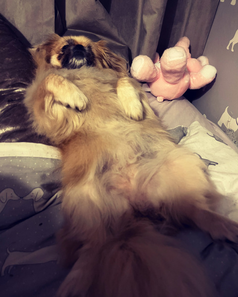 What is your pet up to right now?