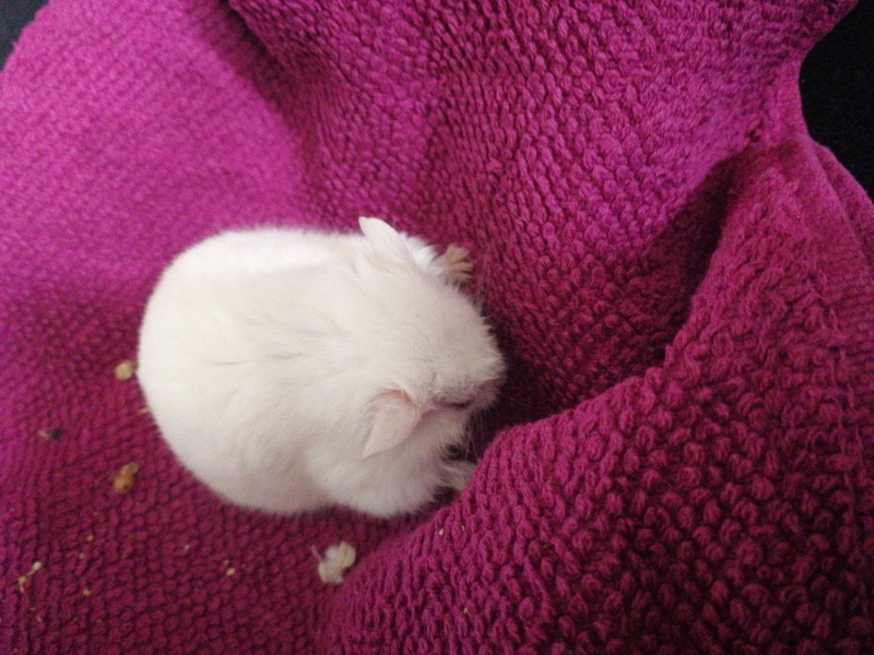 Poorly hamster 