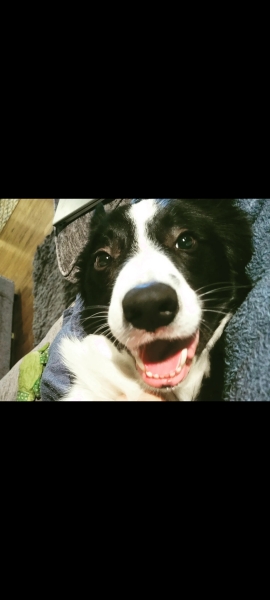 Thinking of getting a collie
