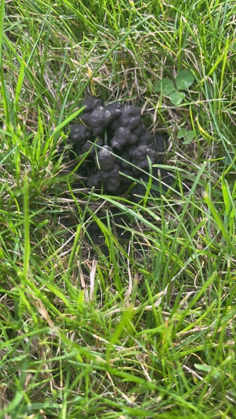 Help! What poo is this on my lawn?