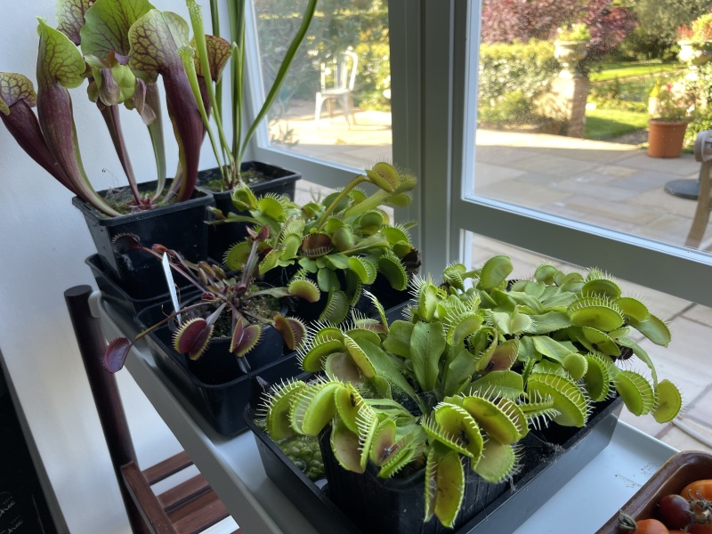 How do I get my Venus fly trap to eat? 🪴